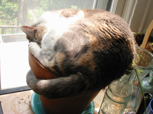 Twyla-in-flowerpot-2.jpg