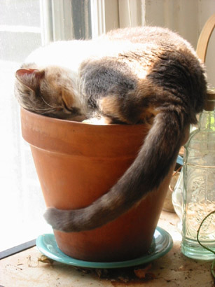 Twyla-in-flowerpot.jpg