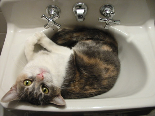 twyla_in_sink.jpg